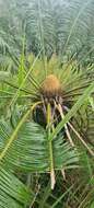 Image of Cycas campestris K. D. Hill