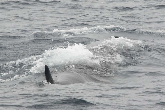 Image of Coalfish Whale