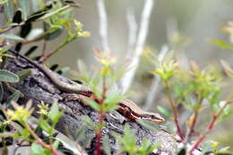 Image of Phoenicolacerta troodica (Werner 1936)