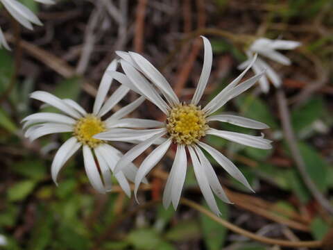 Image of Brachyscome sinclairii Hook. fil.