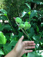 Image of Canna indica L.