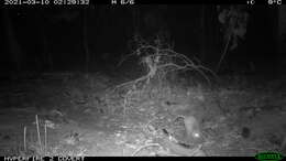 Image of Eastern Bettong