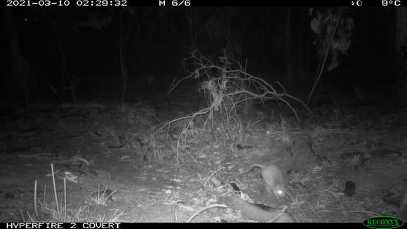 Image of Eastern Bettong
