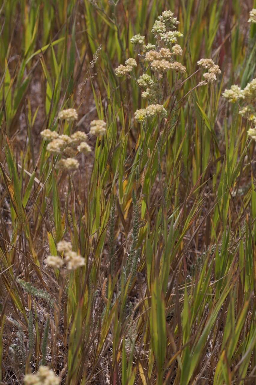 Image of Sierra Valley mousetail