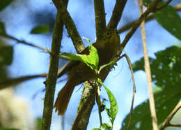 Image of Montane Foliage-gleaner