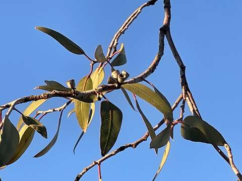 Image of lemon-flower gum