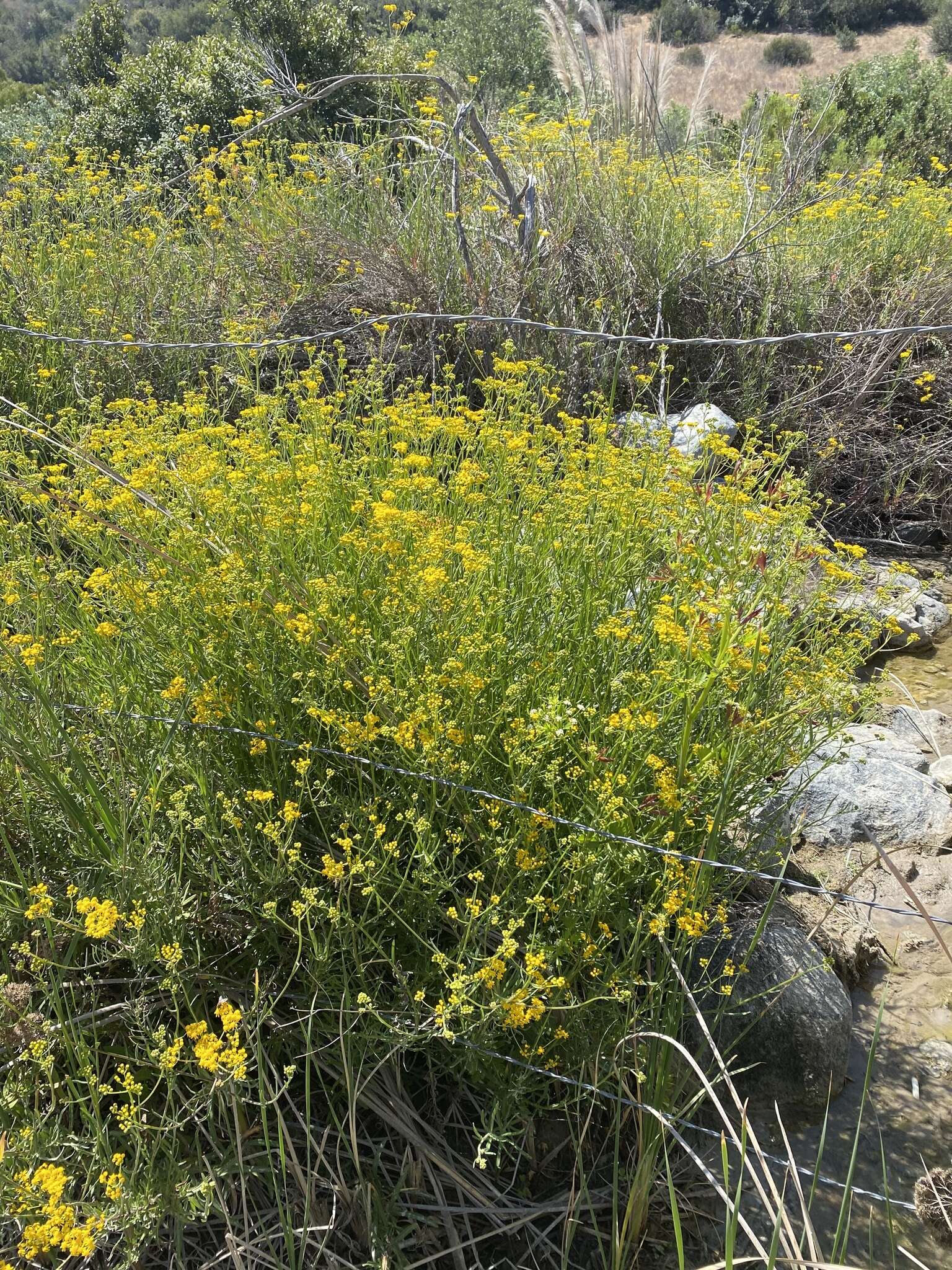 Image of <i>Senecio <i>linearifolius</i></i> var. linearifolius