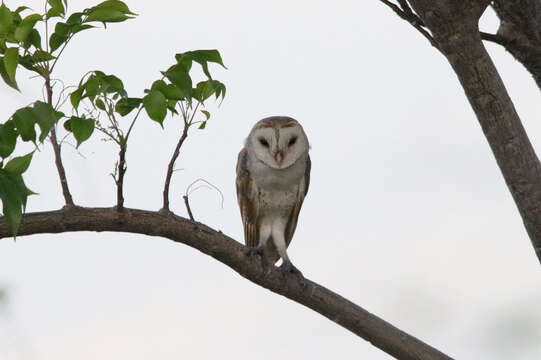 Image of Tyto alba sumbaensis (Hartert 1897)