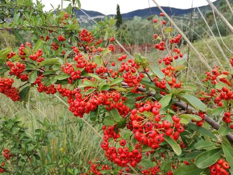 Image de Pyracantha coccinea M. J. Roemer