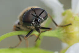 Image de Odontomyia microleon (Linnaeus 1758)