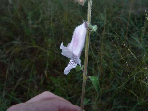 Image of African foxglove