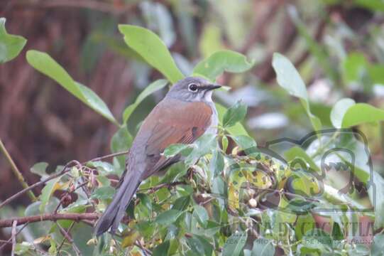 Image of Brown-backed Solitaire