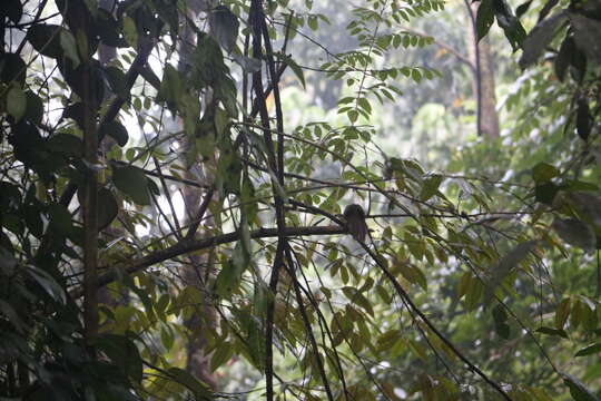 Image of Orange-billed Babbler