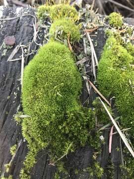 Image of dicranoweisia moss