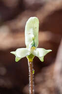 Image of Disperis bolusiana subsp. macrocorys (Rolfe) J. C. Manning