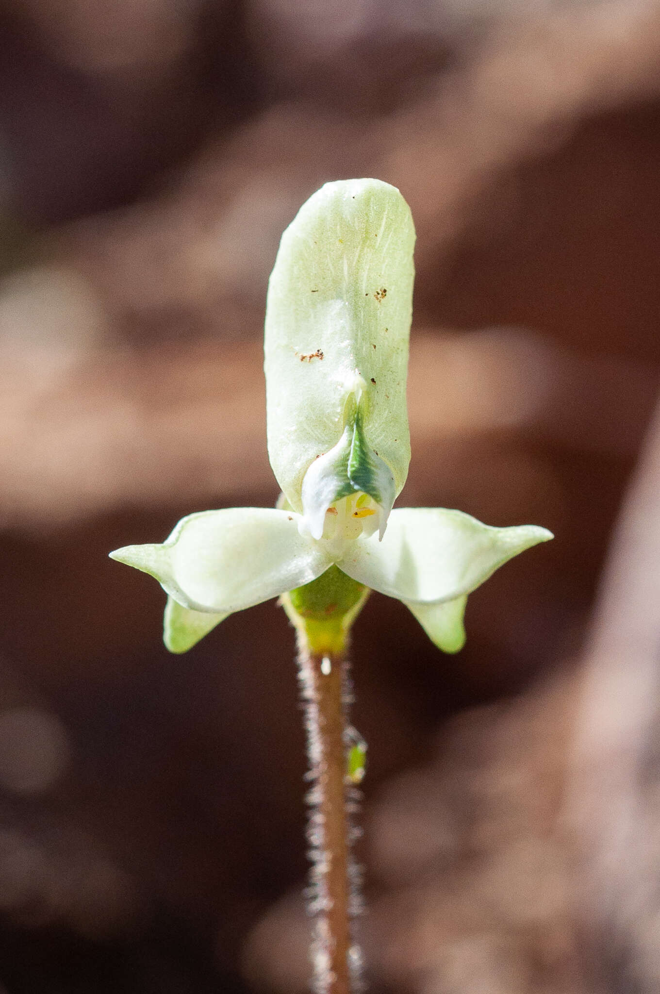 Image of Disperis bolusiana subsp. macrocorys (Rolfe) J. C. Manning