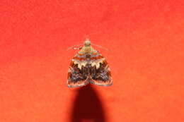 Image of Choreutis sexfasciella Sauber 1902