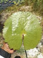 Image de Nymphaea ampla (Salisb.) DC.