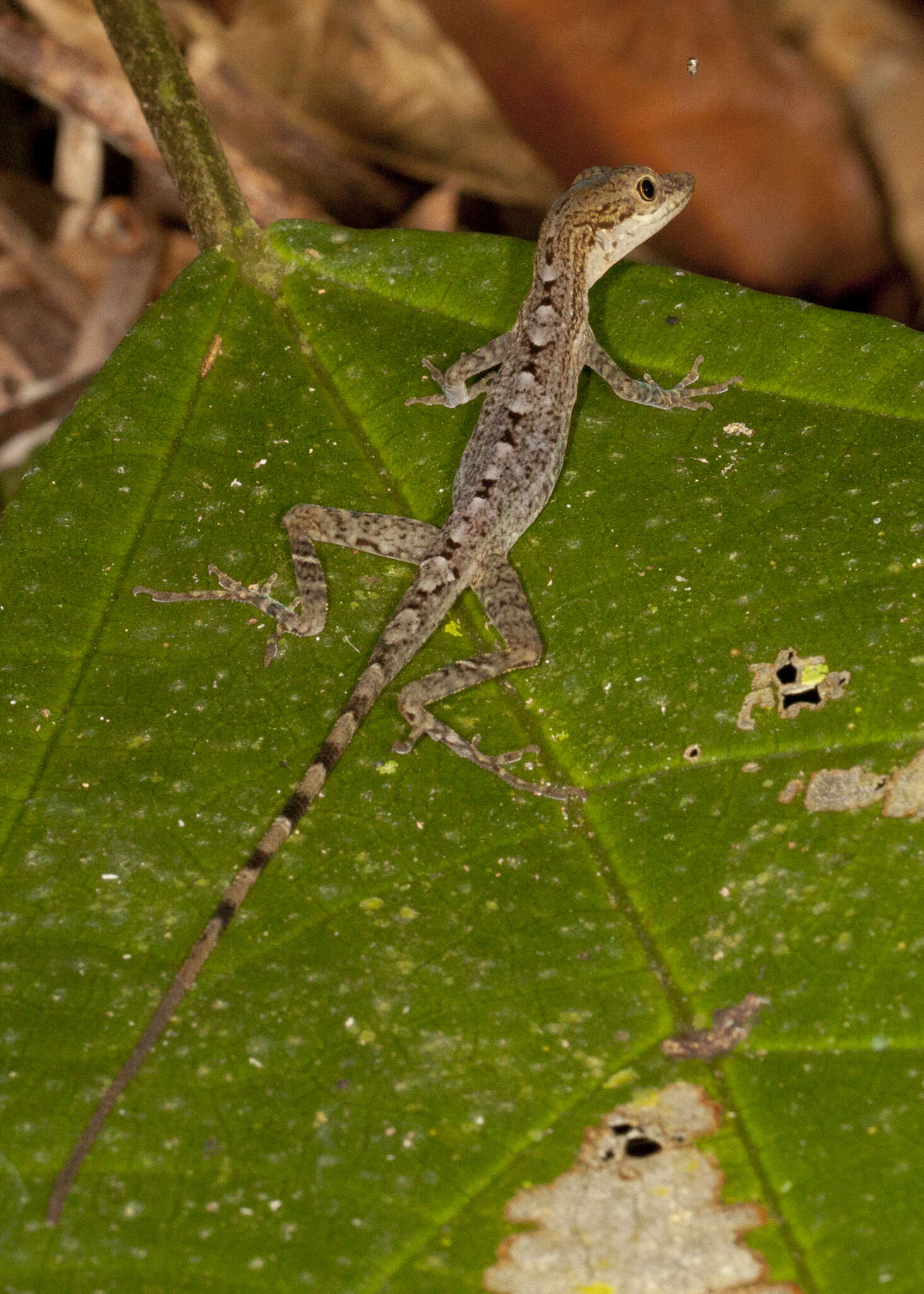 Image of Anolis zeus (Köhler & Mccranie 2001)