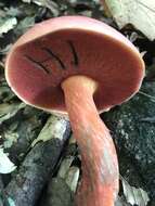 Image of Boletus carminiporus Bessette, Both & Dunaway 1998