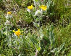 Image of woolly hawkweed