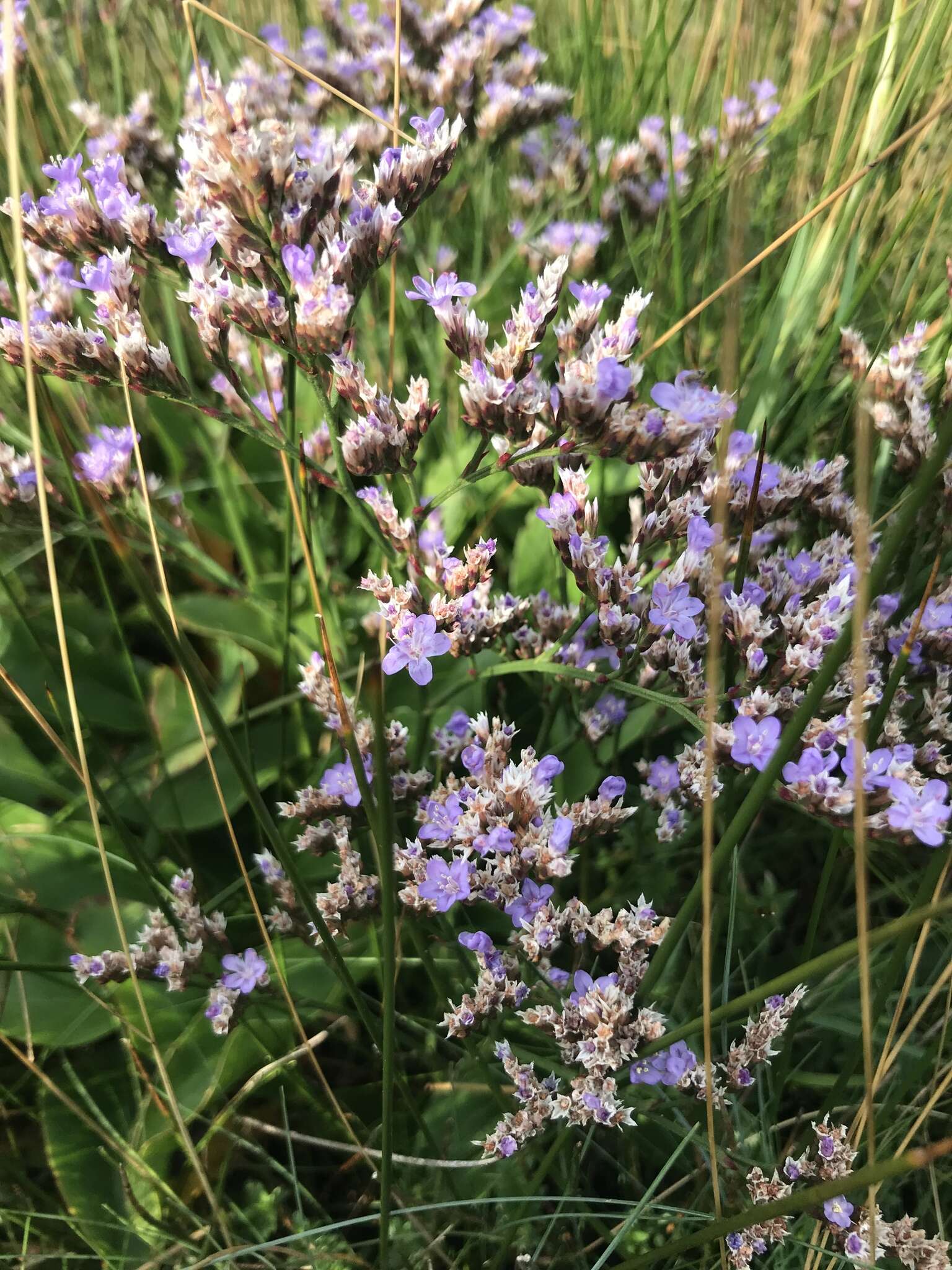 Image of Mediterranean sea lavender