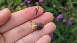 Image de Vernonia glauca (L.) Willd.