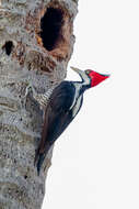 Image of Crimson-crested Woodpecker