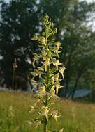 Image of Platanthera hybrida Brügger