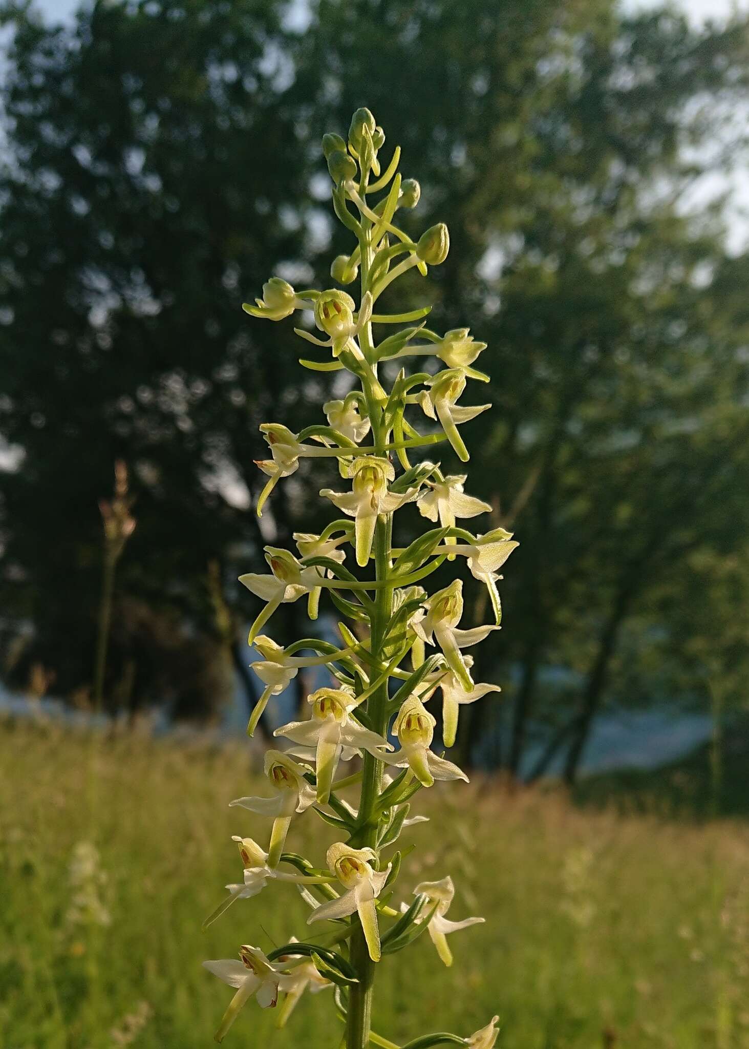 Слика од Platanthera hybrida Brügger