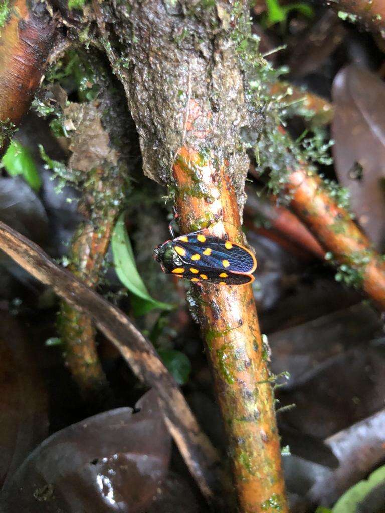 Imagem de Mahanarva (Mahanarva) costaricensis (Distant 1879)