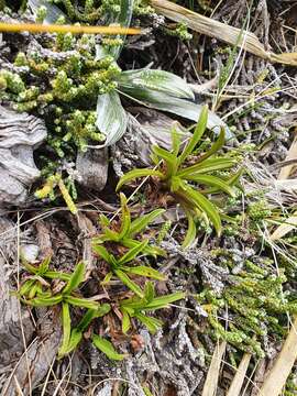 Gentianella angustifolia Glenny的圖片