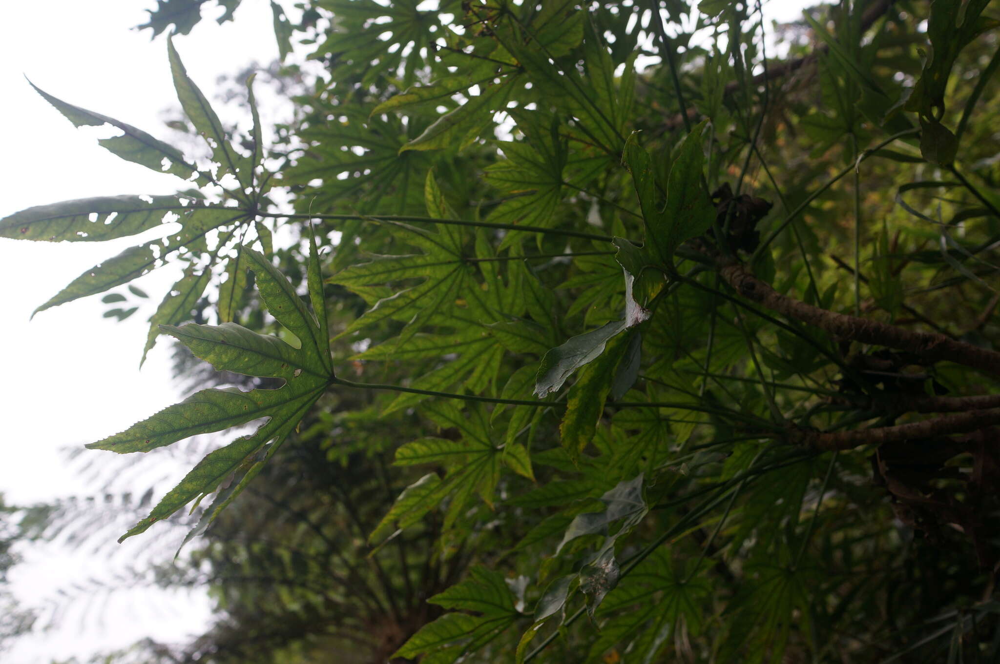 Image of Fatsia polycarpa Hayata