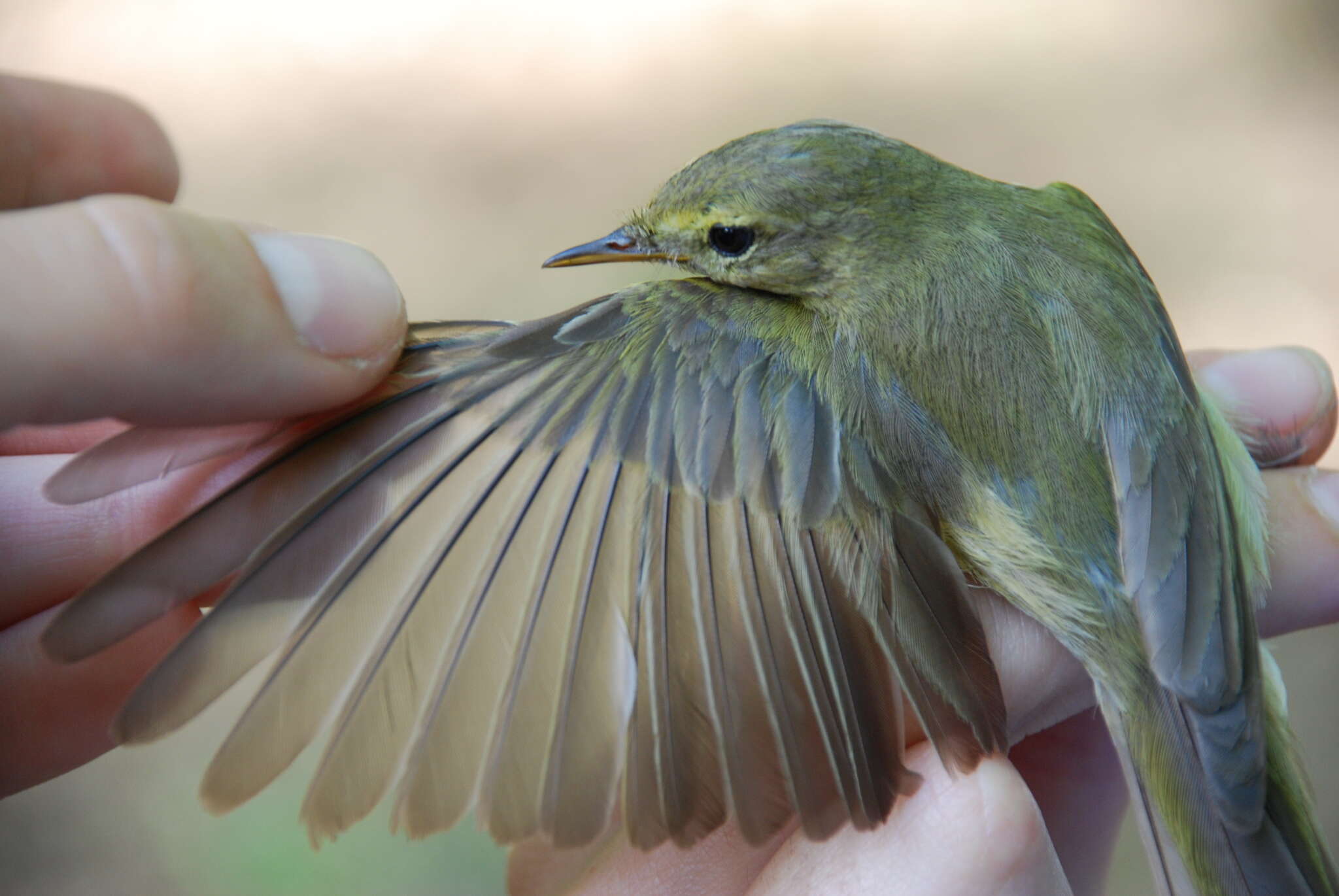 Image of Iberian Chiffchaff