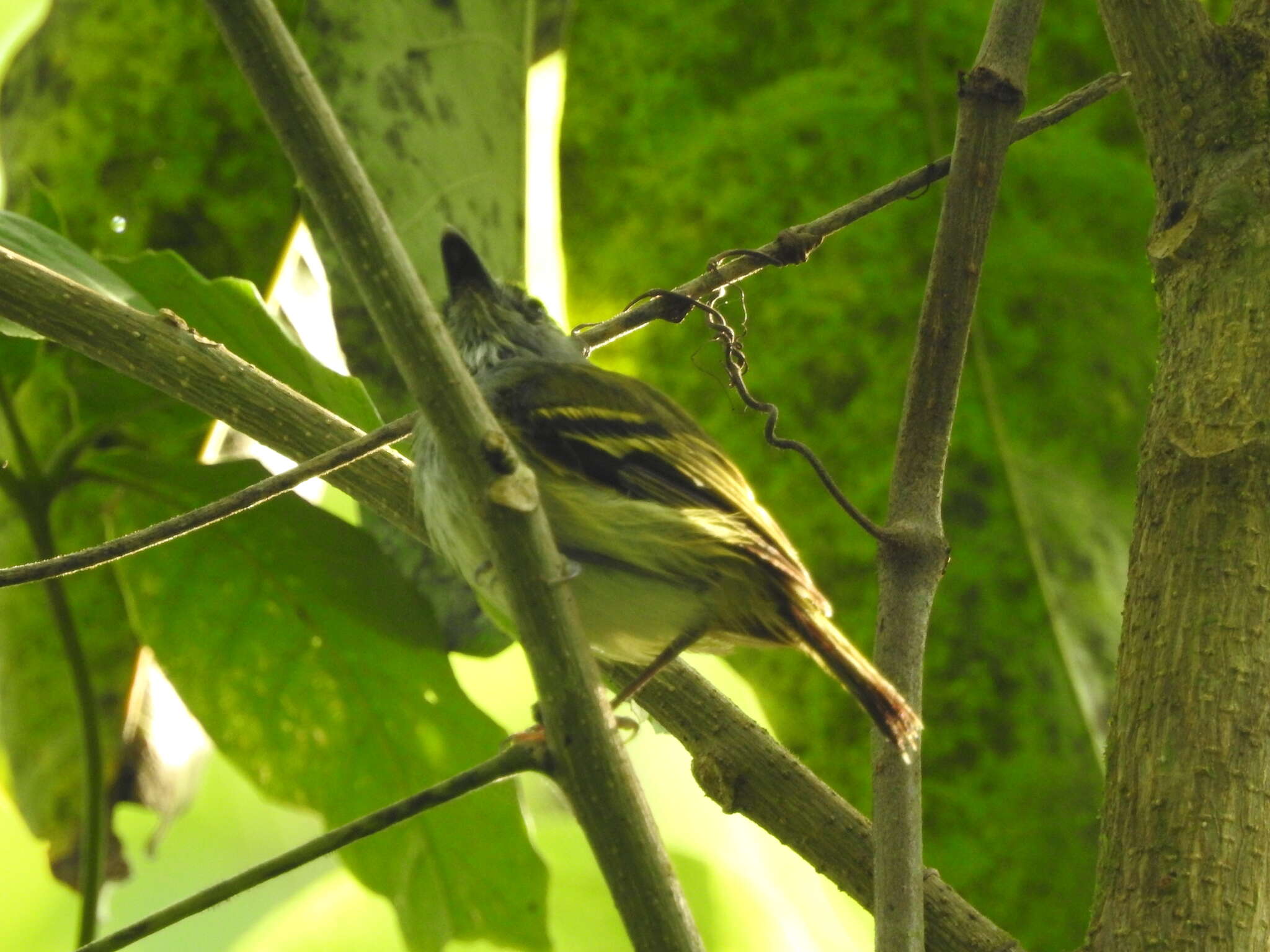 Image of Slate-headed Tody-Flycatcher