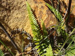 Image of Blechnum australe L.