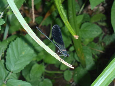 Image of Copper Demoiselle