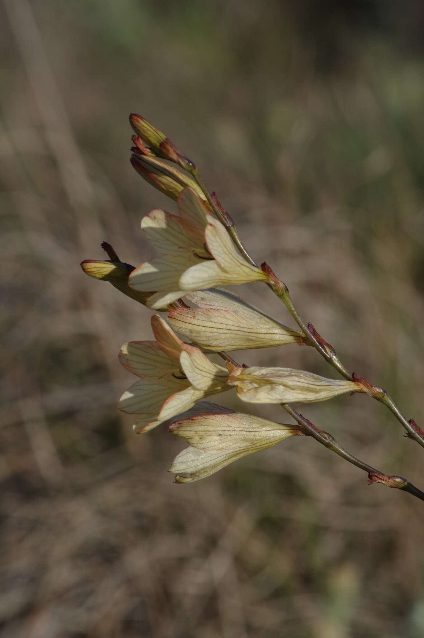 Image of Tritonia gladiolaris (Lam.) Goldblatt & J. C. Manning