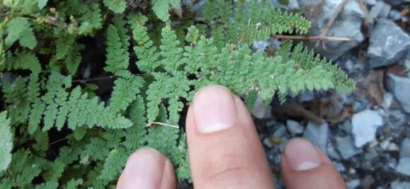 Image of Myriopteris chipinquensis (Knobloch & Lellinger) Grusz & Windham