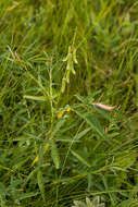 Image of Crotalaria lanceolata subsp. lanceolata