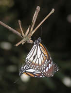 Sivun Danaus (Anosia) melanippus subsp. hegesippus Cramer 1777 kuva