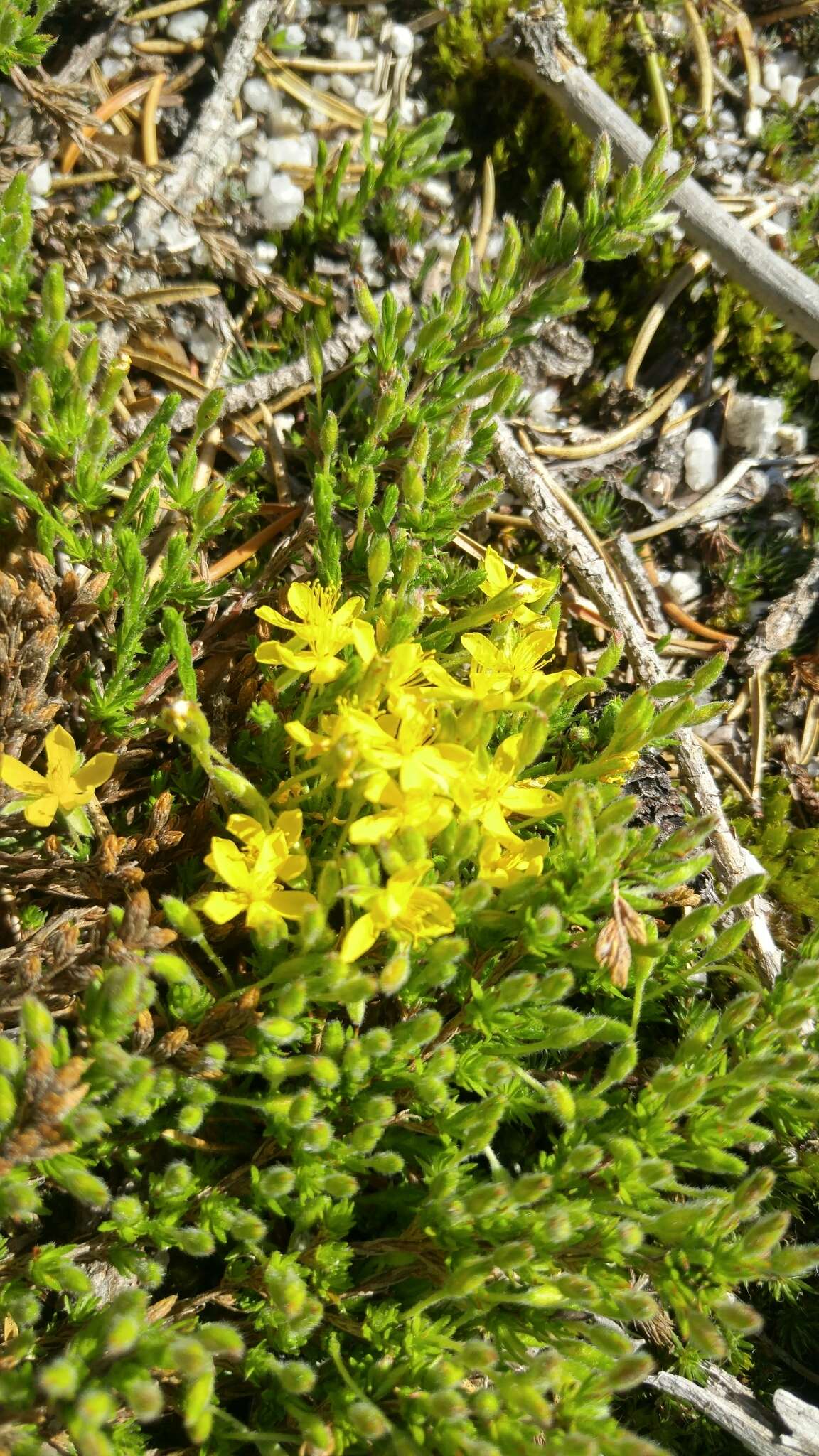 Image of pine barren goldenheather