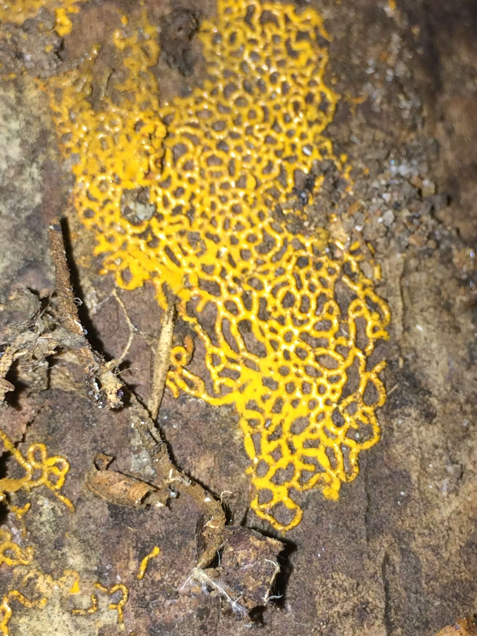 Image of Pretzel slime mold