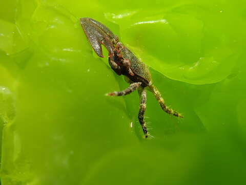 Image de Petrolisthes elongatus (H. Milne Edwards 1837)