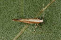 Image of Argyresthia albistria Haworth 1828