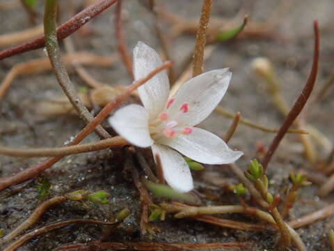 Image of Montia angustifolia Heenan