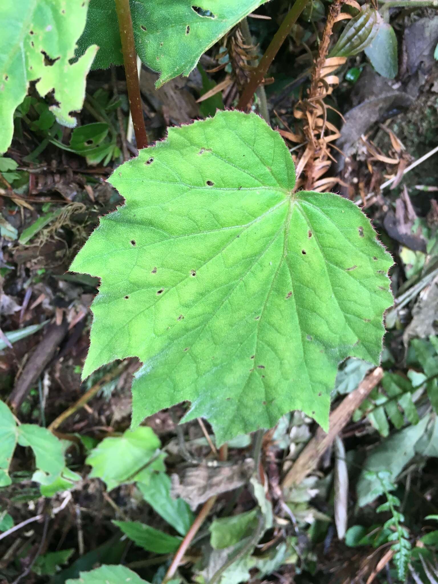 Image of Begonia palmata D. Don