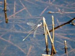 Image of Carolina Spreadwing