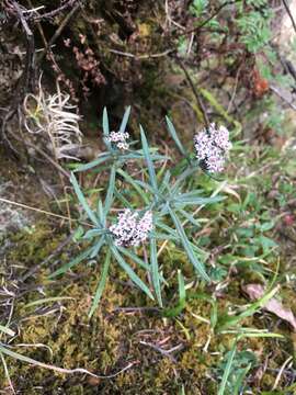 Plancia ëd Chionolaena salicifolia (Bertol.) G. L. Nesom