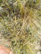 Image of Stipa juncea L.